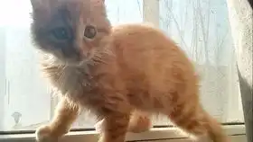 这是一支普通的吸猫视频,缩在窝里的小橘猫