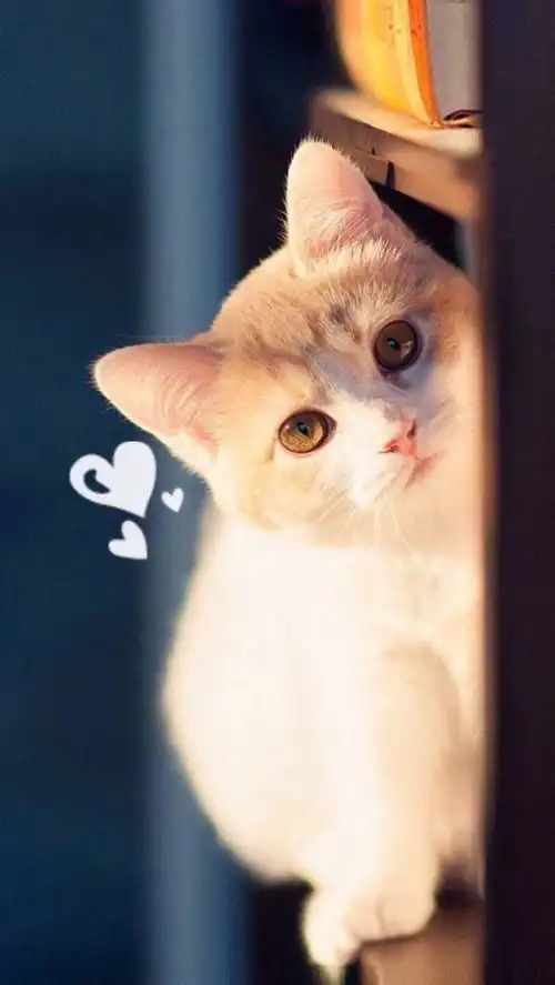 冬天犬猫常见的急性病状有哪些应该注意什么