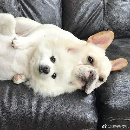 这才是真正的狗粮狗都比你幸福简直虐死人