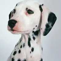 逗比小狗图片微信头像图片大全