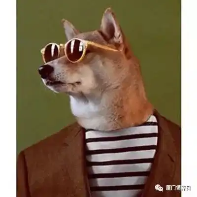 厦门领养日招募合作媒体爱心赞助商