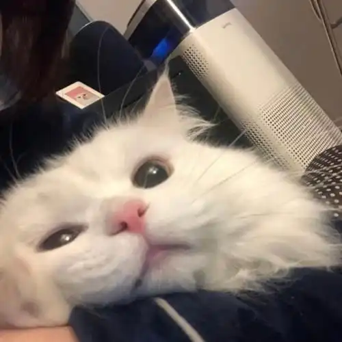 韩系高冷带猫女生头像白