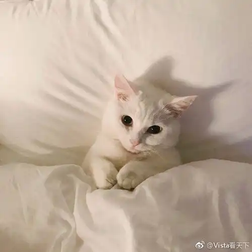 猫系动物头像小猫