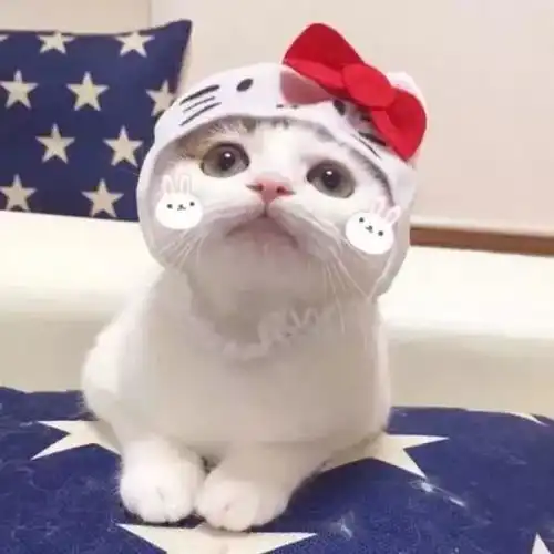 猫系人物头像猫咪