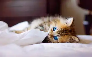 猫咪不吃东西无精打采的,猫咪不吃东西怎么办