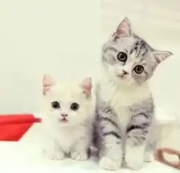 对喵主子误会这么多,铲屎官该好好反省了