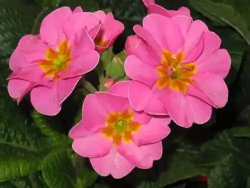 2月4日水瓶星座花羊齿桃红樱草