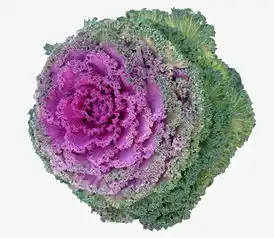 一个新鲜的羽衣甘蓝高清图片素材图片免费下载高清产品实物png千库网图片编号5695154