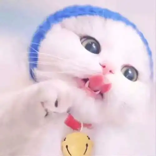 啊啊啊啊啊,都好可爱丫,全部抱走