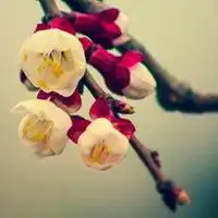 梅花头像微信头像微信头像图片大全