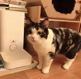 ikea也出宠物系列啦铲屎官们准备好打开钱包了吗