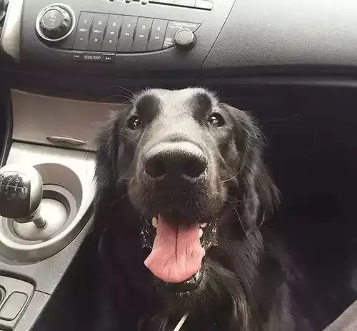 黑色的帅气大金毛,你见过没