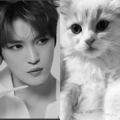 韩国kpop有哪些猫系长相和狗系长相的idol