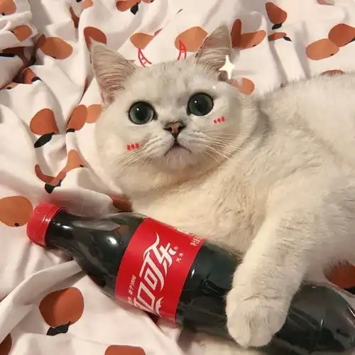 猫猫情头风止于秋水,我止于你