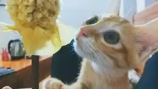 在两个多月大的小橘猫舔毛的时候发出吸溜的声音会怎样其实是支吸猫视频