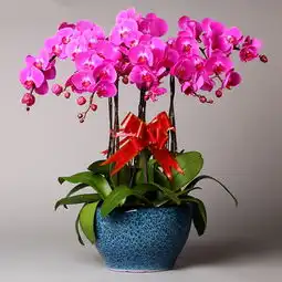 粉红系列头像蝴蝶兰