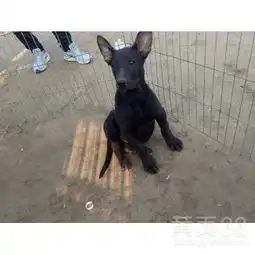 四五个月小黑狼犬多少钱成年黑狼犬训练视频大骨架黑狼犬图片-黄页88网
