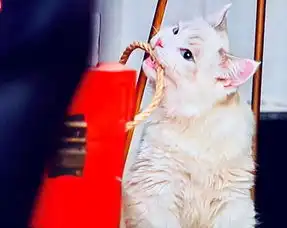 亲爱的,热爱的猫系现男友你爱了吗
