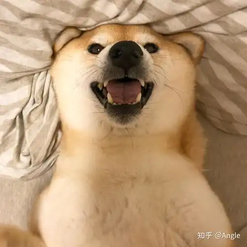 爹系男友动物头像抖音