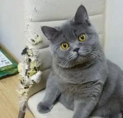 主人回家发现椅子坏了,蓝猫拆家,铲屎的你说的话我完全听不懂