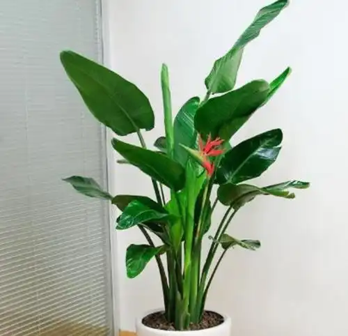 此款花卉,花艳易爆盆,花色柔美,花朵烂漫迷人,美爆了