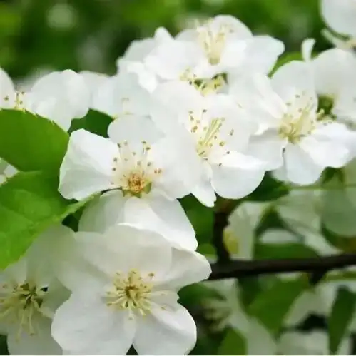 岭上兴安的花花世界邀您共赏