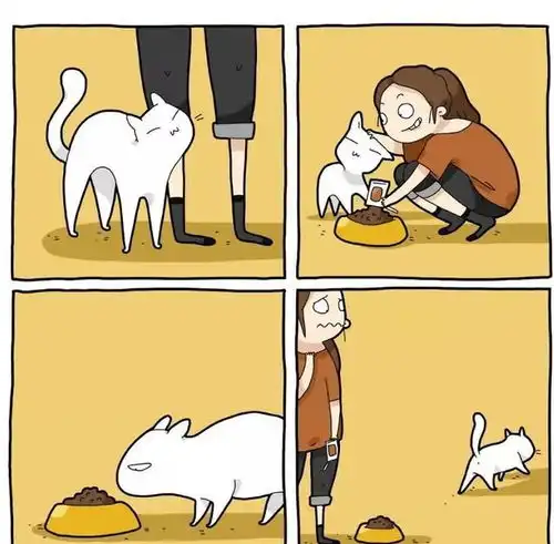 那些养猫迷惑行为,看一下你中了几条