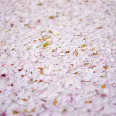 樱花头像,唯美好看的樱花qq微信头像图片