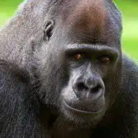 婚纱系头像大猩猩