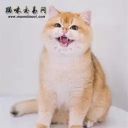 第一次养猫,金渐层该怎么挑选金渐层价格怎样