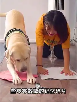 善良的猫咪救了狗狗萌宠出道计划治愈系治愈世界治愈你抖音萌宠狗狗故事