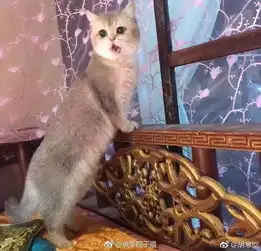 最近渐层这么火难道是因为这部吸猫神剧