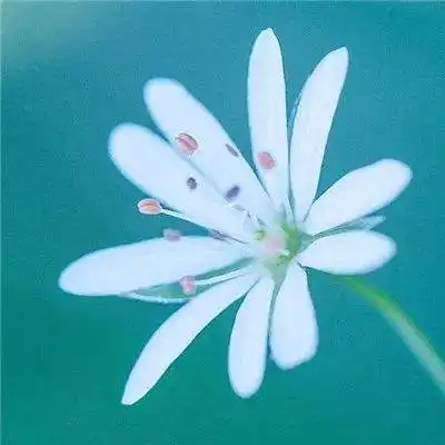46857皇博神算网站