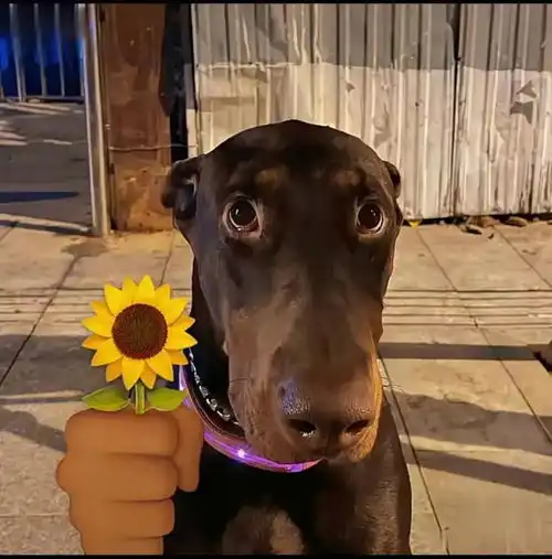 沙雕头像从社恐到社牛你只差一个沙雕头像