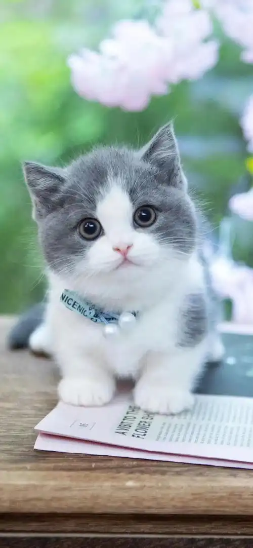 超萌治愈系小奶猫壁纸动