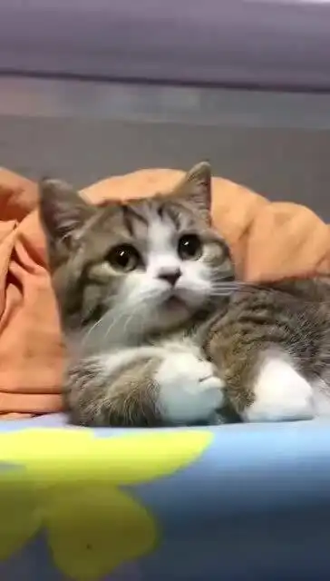 给你送上今日份的治愈