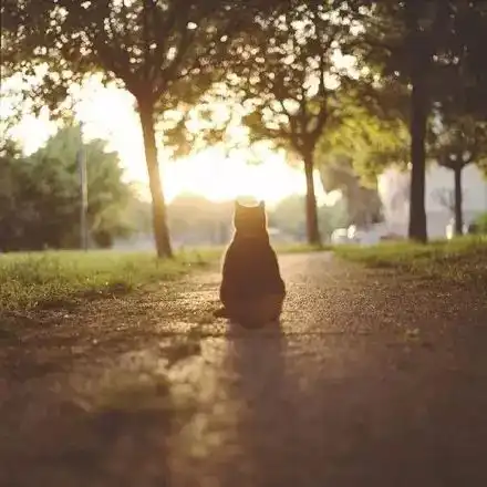 猫咪的背影感觉像个小天使好萌