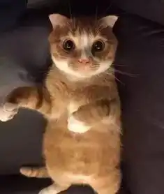 小猫咪系上安全带,一脸惊慌以为自己被绑架了,呆萌的样子太可爱