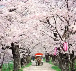 听说都想去日本赏樱花咱苏州的朋友连机票都省了呢