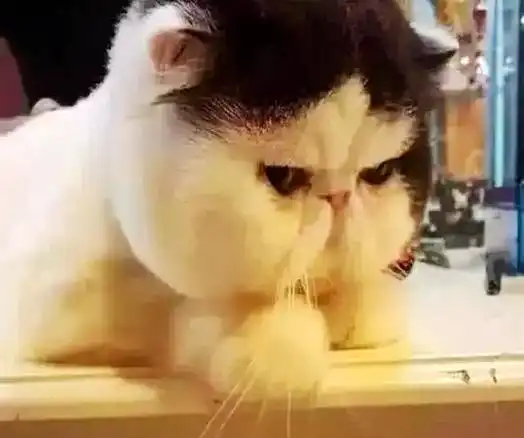 女子觉得猫咪是虚胖,带去宠物店理发,剪完之后,这货哭了一个月