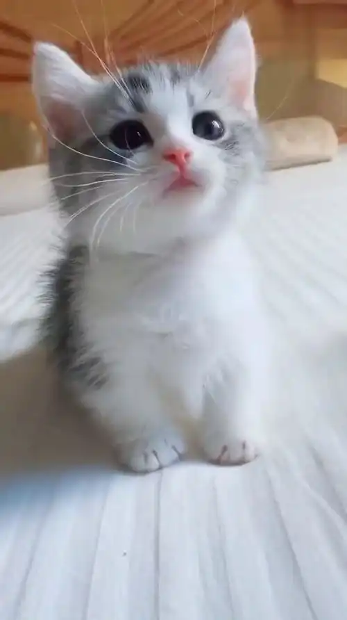 短腿小奶猫,一摇一晃的走过来的样子太可爱了,我心被萌化了