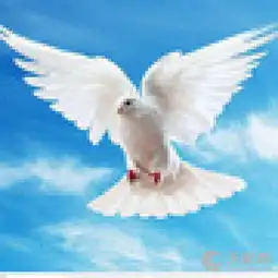 天津江盛源赛鸽俱乐部