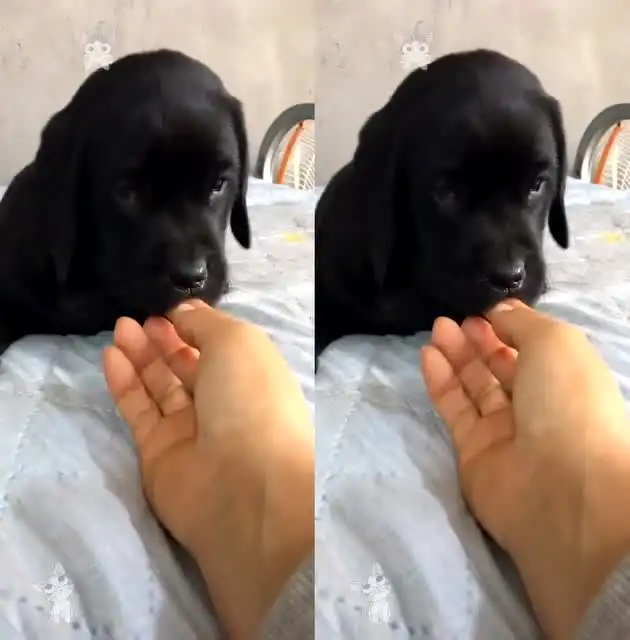 一个多月的小奶狗,这奶萌奶萌的样子,老夫少女心都要萌化了