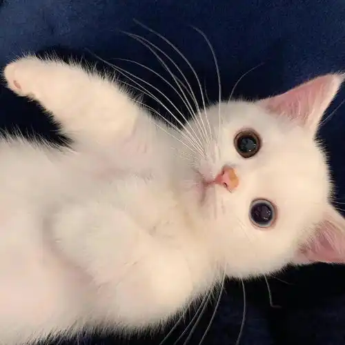 女生头像猫系头像可爱治