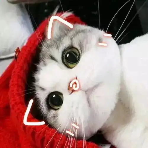 呆萌小动物头像