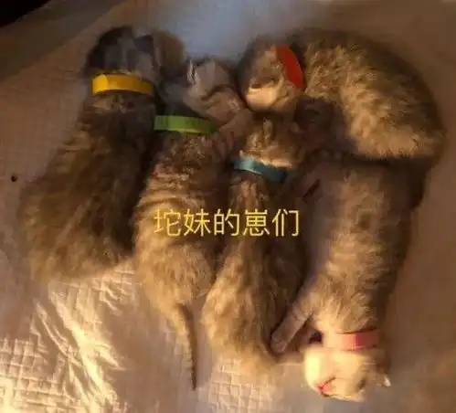 星时尚榜单肖战胡歌李现......你有一位猫系男友待领取