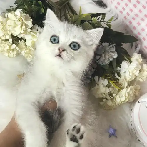 我家妹妹的银渐层小崽儿找爱家挑主人富养