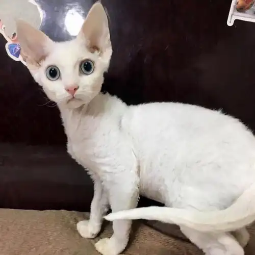 不掉毛的猫德文卷毛猫,过敏人士也能养