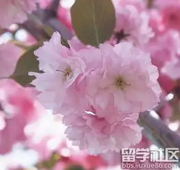 樱花花语
