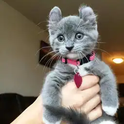 喂,圆耳猫你够了